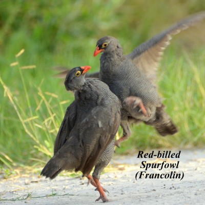 Red-billed Spurfowl